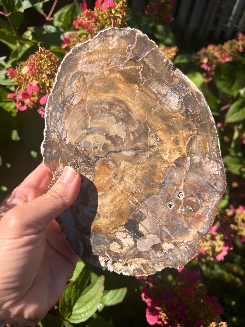 Petrified (15) wood slab with stand | Crystal